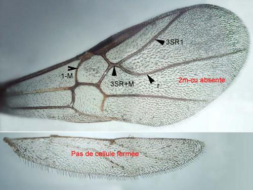 Hybrizon sp.