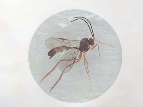 Hybrizon sp.