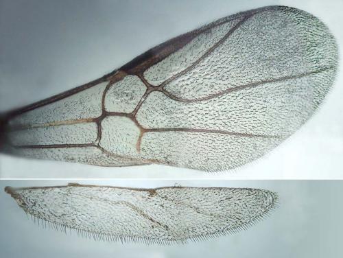 Hybrizon sp.