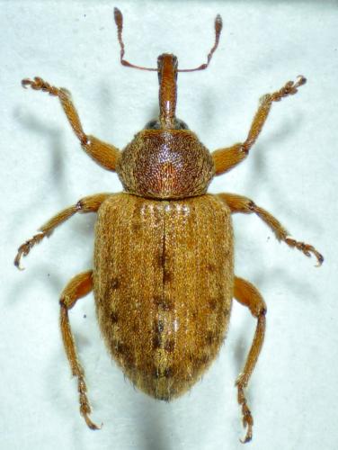 Réf. 87 015 : Hypera meles
