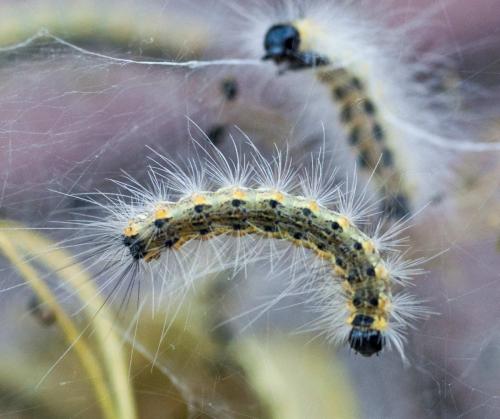 Hyphantria cunea