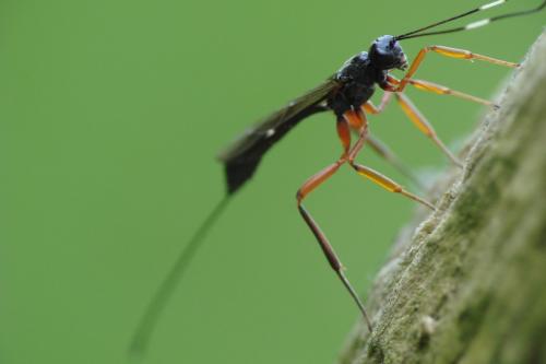 Xorides alpestris