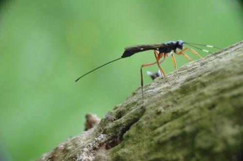 Réf. 87 742 : Xorides alpestris