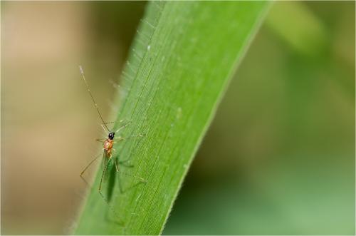 Gampsocoris decorus