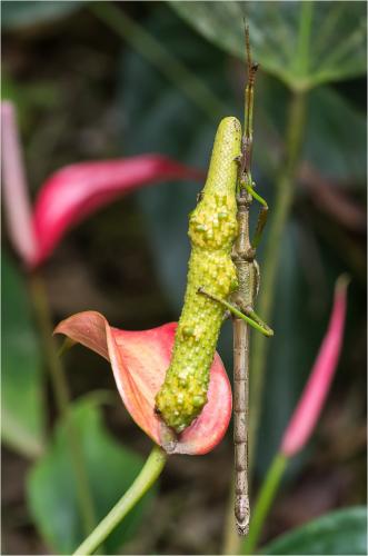 Diapherodes martinicensis