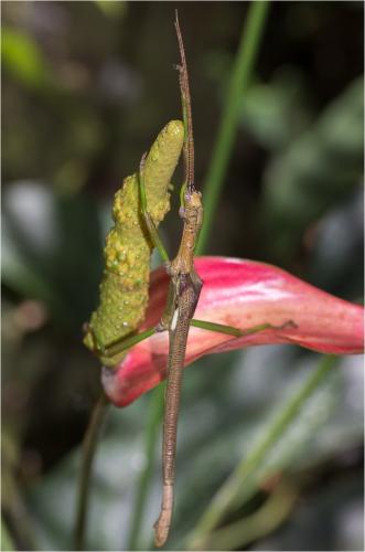 Diapherodes martinicensis