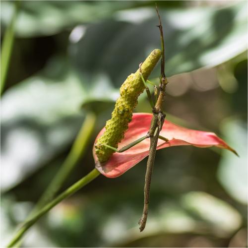Diapherodes martinicensis