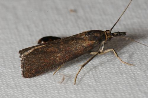 Hypochalcia lignella