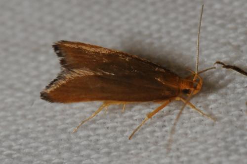 Réf. 87 176 : Eurodachtha pallicornella