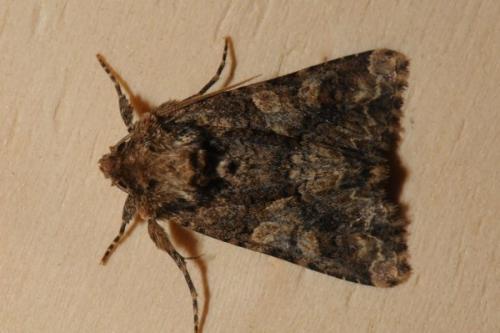Réf. 87 025 : Conisania sp.