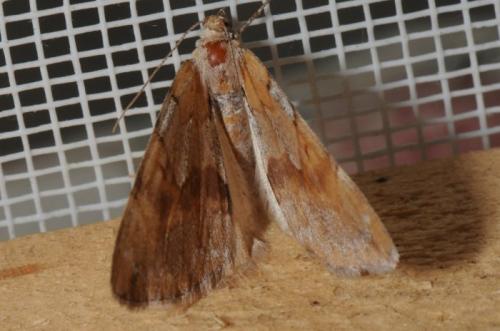 Pennithera sp.