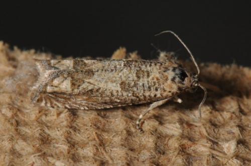 Réf. 87 116 : Pelochrista caecimaculana
