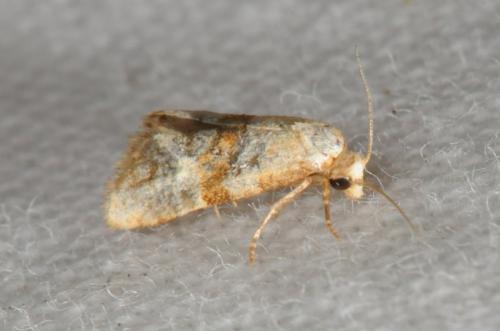 Réf. 87 395 : Cochylidia sp.