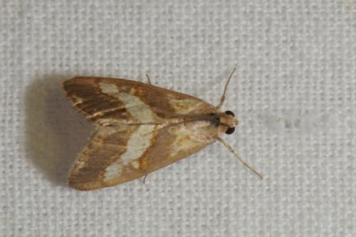 Réf. 87 348 : Evergestis marionalis