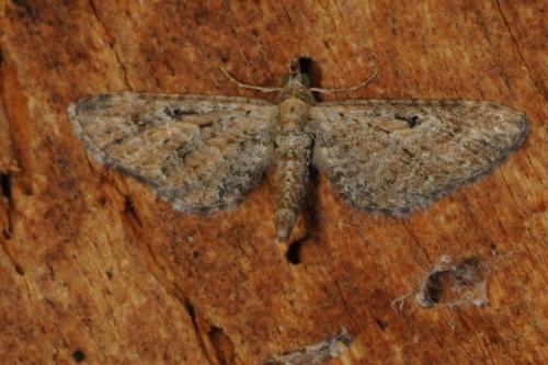 Réf. 87 708 : Eupithecia scopariata