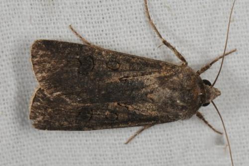 Réf. 87 808 : Agrotis segetum