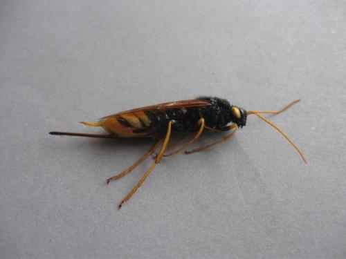 Urocerus gigas