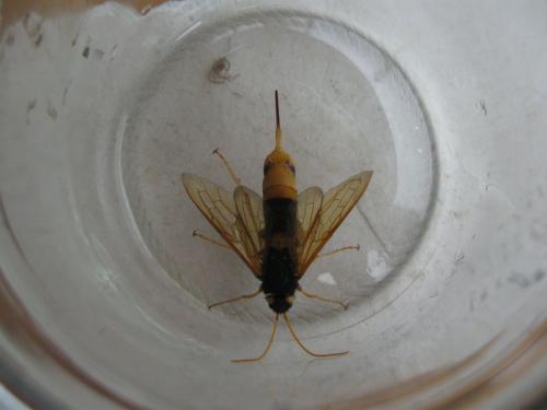 Urocerus gigas