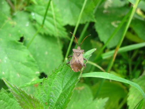 Coreus marginatus