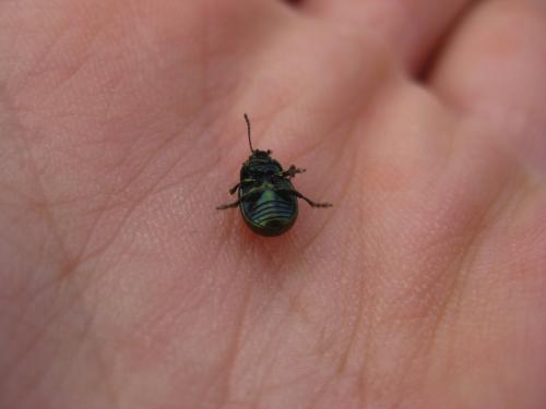 Chrysolina varians