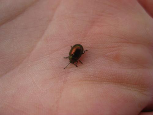 Réf. 87 863 : Chrysolina varians