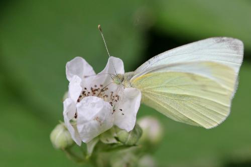 Pieris rapae