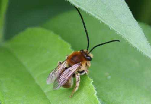 Réf. 87 982 : Eucera sp.