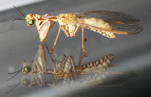 Réf. 87 283 : Mantispa aphavexelte