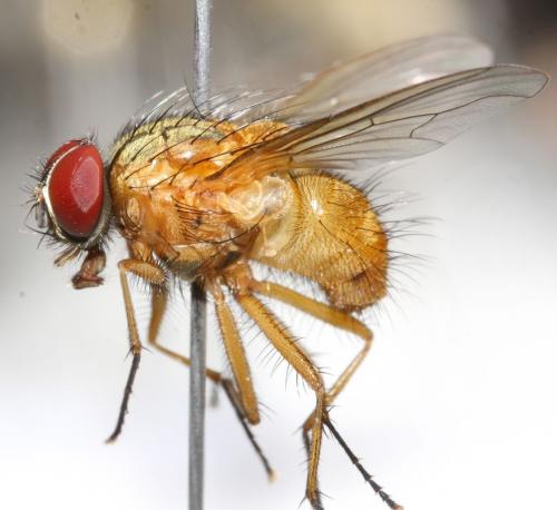 Réf. 87 303 : Mydaea lateritia
