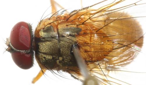 Mydaea lateritia