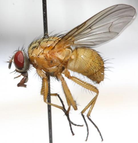 Mydaea lateritia
