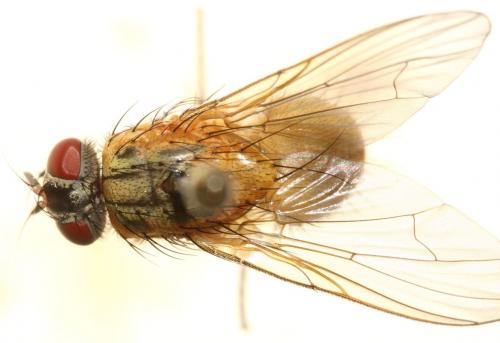 Mydaea lateritia