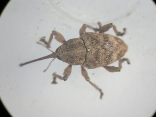 Curculio venosus