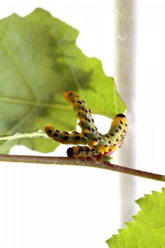 Nematus septentrionalis
