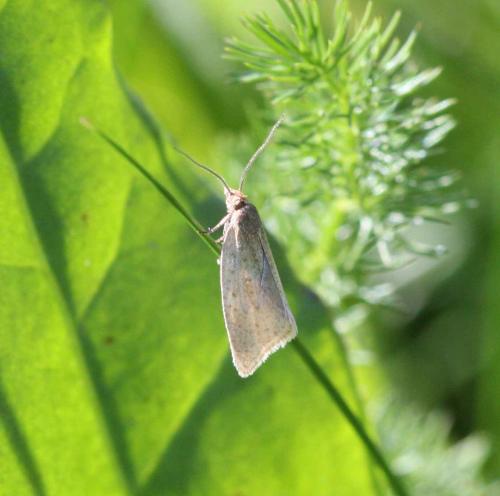 Réf. 87 557 : Clepsis senecionana