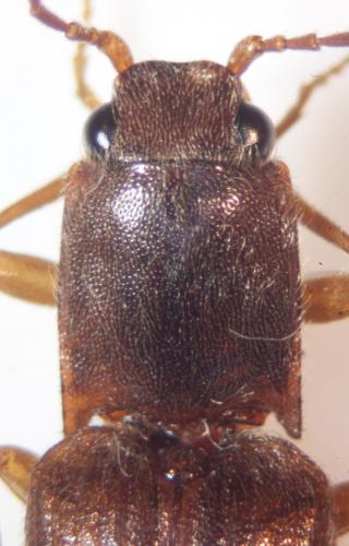 Réf. 87 442 : Athous campyloides