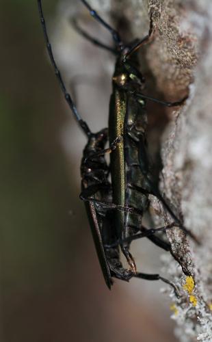 Aromia moschata