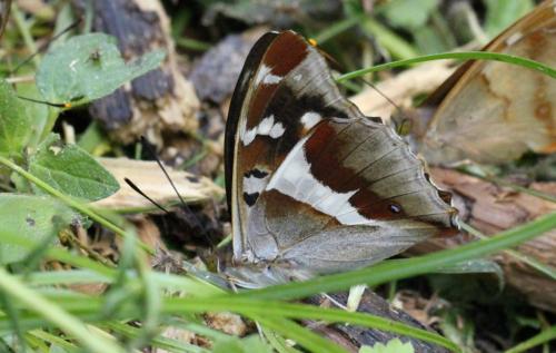 Apatura iris