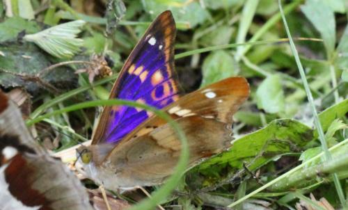 Réf. 87 683 : Apatura ilia