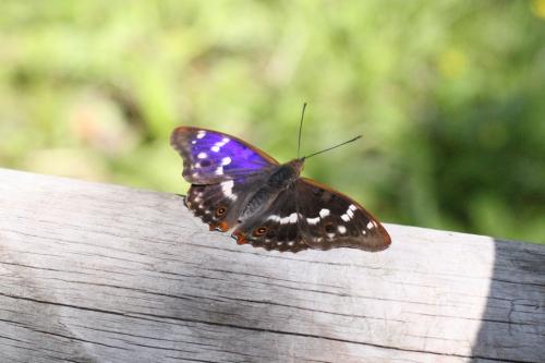 Apatura ilia