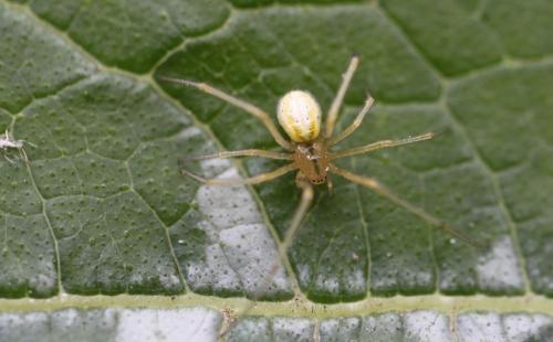 Réf. 87 833 : Enoplognatha sp.