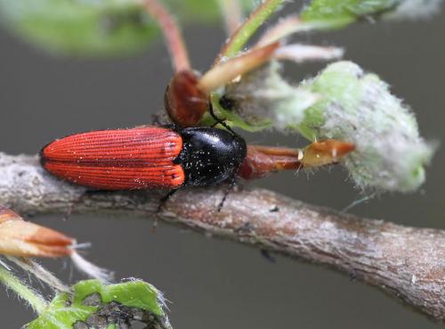 Ampedus sp.