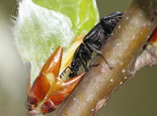 Platycerus sp.