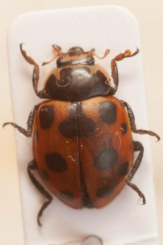 Réf. 87 343 : Ceratomegilla notata