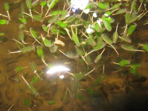 Réf. 87 144 : Chirocephalus diaphanus
