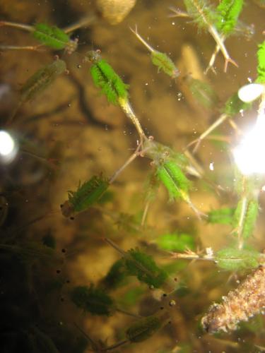 Réf. 87 145 : Chirocephalus diaphanus