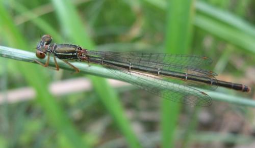 Ceriagrion tenellum