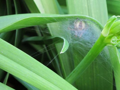 Réf. 87 224 : Pisaura mirabilis