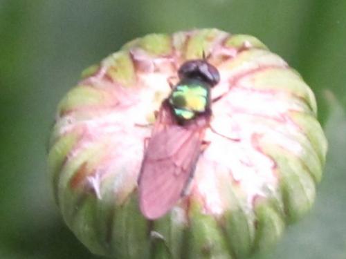 Chloromyia formosa