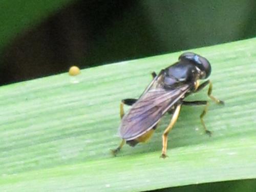 Réf. 87 899 : Xylota sylvarum